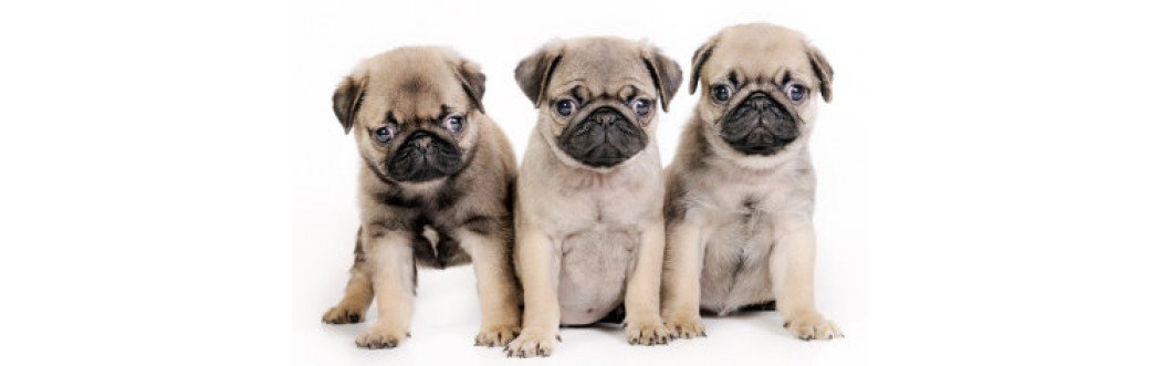Caini Puppy/ Junior