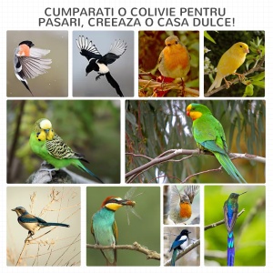 Colivie pentru Păsări cu 3 Deschideri cu Blocare, 4 Stinghii și Tavă Detașabilă, 80.5x57x153 cm, Portocaliu - Img 8