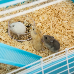 Cusca mare pentru hamsteri , refugiu pentru gerbili pe 5 niveluri, 59 cm x 36 cm x 69 cm, albastru deschis - Img 8