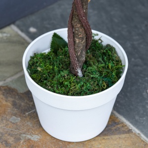Arbore Artificial Camelia cu 21 Flori, Ghiveci Înalt, 90 cm, Plantă Decorativă Interior & Exterior - Img 9