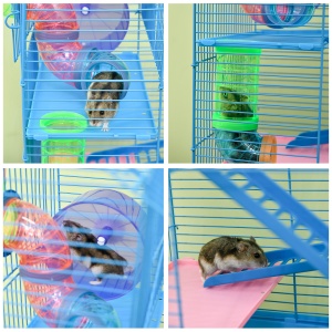 Cusca Hamsteri 5 Etaje – Albastra cu Accesorii Incluse - Img 8
