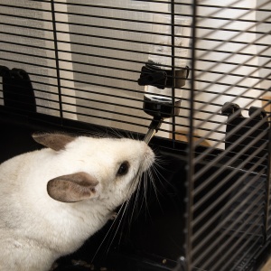 Habitat Interior pentru Animale Mici – Modular cu Accesorii - Img 8