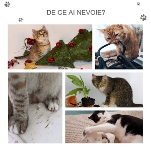 Stalp Zgariat Pisici – Mai Multe Niveluri cu Cusca & Sisal - Img 7
