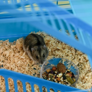 Cusca Hamsteri 5 Etaje – Albastra cu Accesorii Incluse - Img 9