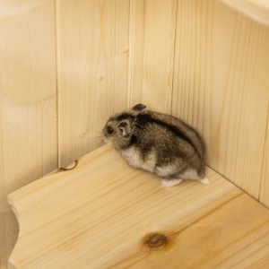 Cusca pentru Rozitori si Hamsteri cu 4 Rafturi cu Acoperis Trapa in Lemn 60x40x120cm - Img 8