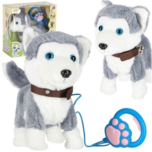 Câine interactiv în lesă latră merge își mișcă coada Husky
