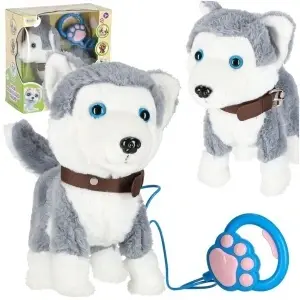 Câine interactiv în lesă latră merge își mișcă coada Husky