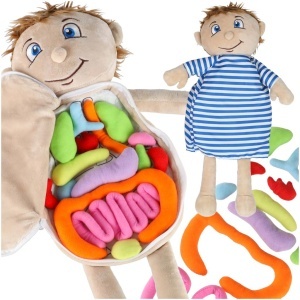 Mascot păpușă de învățare anatomie băiat