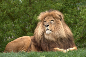 Big Cat Encounter - Weekends - Img 3