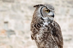Falconry Taster - Img 3
