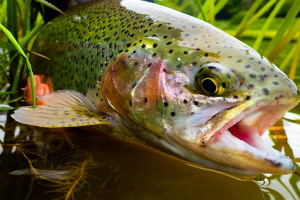 Fly Fishing Taster Course - Img 3