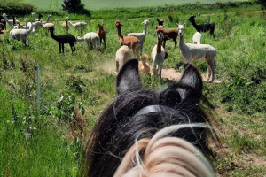 Horse Riding Trek for Two at Charnwood Forest Alpacas - Img 3