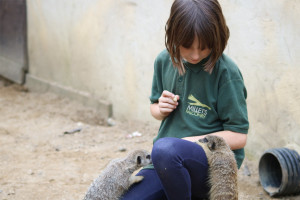 Meet and Feed the Meerkats for Two at Millets Wildside - Img 3