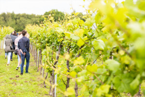 Vineyard Tour, Wine Tasting and Lunch for Two at Bolney Wine Estate - Img 4