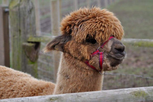 Alpaca Walk and Meet the Animals For Two at Lucky Tails Alpaca Farm - Img 2