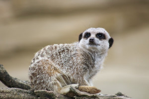 Meet and Feed the Meerkats for Two at Millets Wildside - Img 4