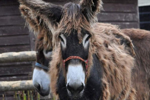 Walk Alpacas, Groom Donkeys and Meet The Meerkats for Two at Lucky Tails Alpaca Farm - Img 2