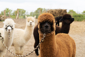 Alpaca Trekking and Entry to Eagle Heights Wildlife Foundation for Two