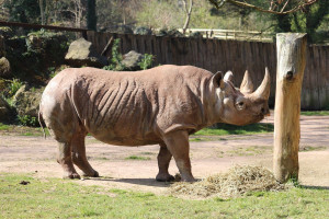 Exclusive Black Rhino Experience with Entry Tickets for Two to Paignton Zoo - Img 2