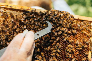 Hiver's London Beekeeping and Beer Tasting Experience for Two - Img 2
