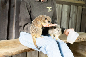 Meet and Feed the Meerkats for Two at Millets Wildside