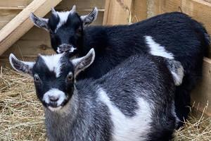 Pygmy Goat Experience for Two - Img 4