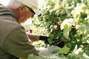 Vineyard Tour, Tasting and Lunch for Two