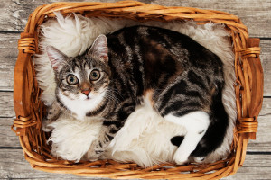 Pet Photoshoot with £50 off Voucher - Img 2