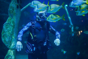 The Bear Grylls Shark Dive Experience plus Archery for Two - Img 2