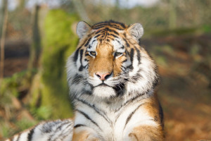 Tiger Encounter for Two at Dartmoor Zoo - Img 2