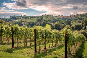 Vineyard Tour and Tasting for Two at Woodchester Valley - Img 2