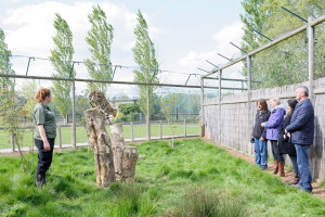 Big Cat Encounter - Weekdays - Img 2