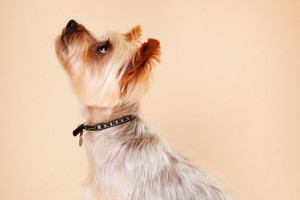 Pet Photoshoot - Img 2