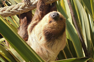 Sloth Experience with Day Admission to South Lakes Safari Zoo - Img 2
