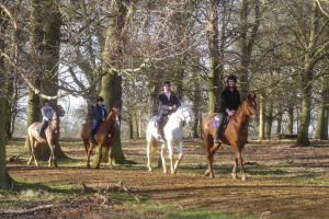 Two Hour Horse Riding in Windsor Great Park - Img 4