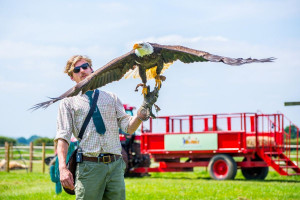 Falconry Taster for Two - Img 4