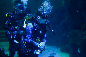 The Bear Grylls Shark Dive Experience plus Archery for Two - Img 4