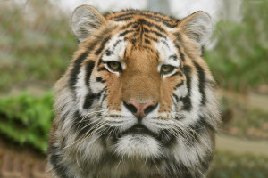 Tiger Encounter for Two at Dartmoor Zoo - Img 3