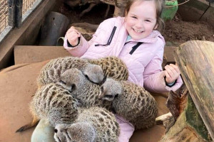 Walk Alpacas, Groom Donkeys and Meet The Meerkats for Two at Lucky Tails Alpaca Farm - Img 4