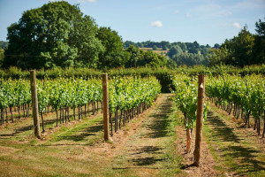 Chapel Down Wine Tasting and Vineyard Tour For Two - Img 4