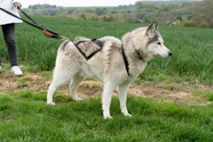 Hike with Huskies and Entry to Eagle Heights Wildlife Foundation for Two - Img 2