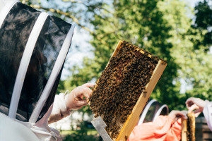 Hiver's London Beekeeping and Beer Tasting Experience for Two - Img 4
