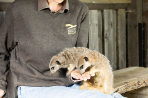 Meet and Feed the Meerkats at Millets Wildside