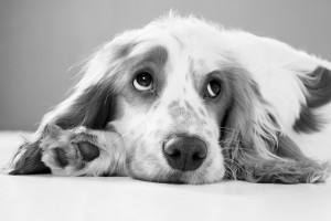 Pet Photoshoot - Img 3