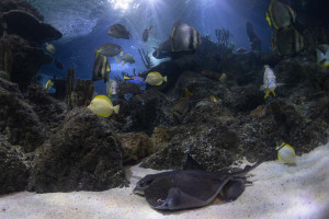 Junior Snorkel with Baby Sharks at Skegness Aquarium - Img 2
