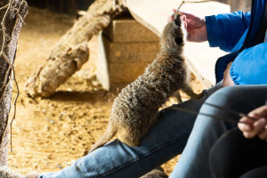 Meet and Feed the Meerkats at Millets Wildside - Img 2