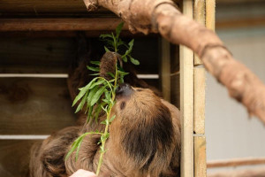 Sloth Experience with Day Admission to South Lakes Safari Zoo
