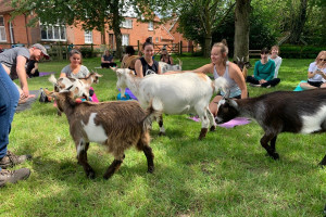 Yoga with Goats for Two in the Suffolk Countryside - Img 2