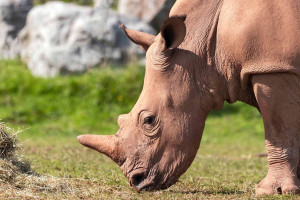 Africa Keeper for a Day for Two at South Lakes Safari Zoo - Img 3