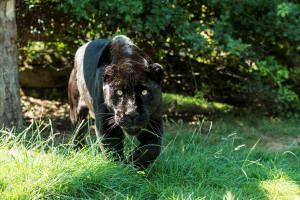 Big Cat Encounter - Weekends - Img 2